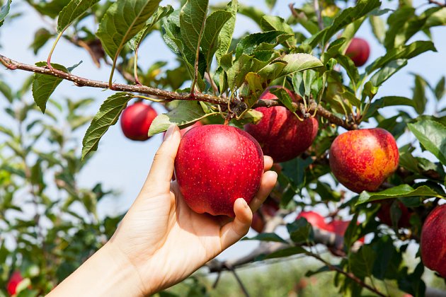 Jablečné pyré – mňamka pro děti i pro dospělé